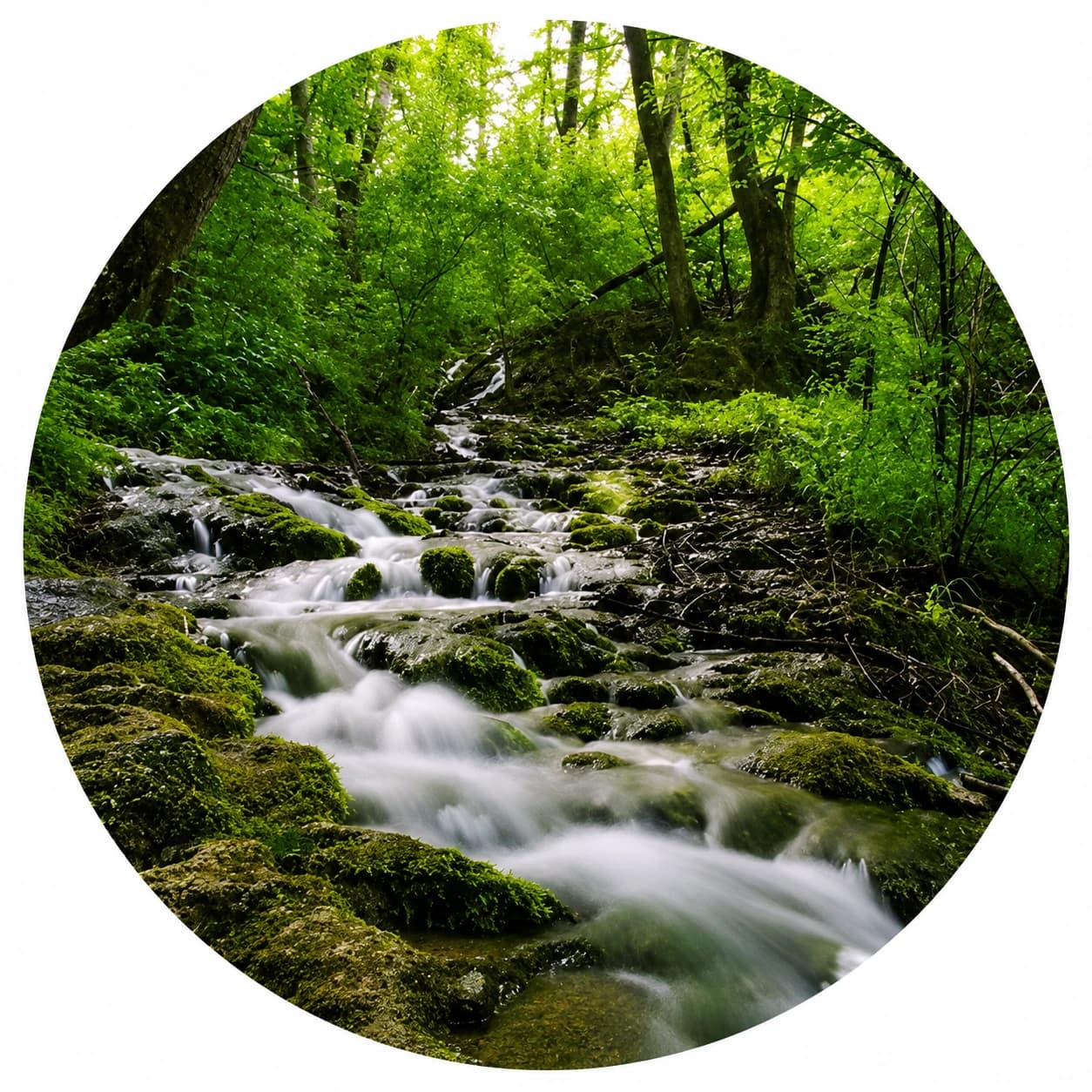 Ruisseau en forêt
